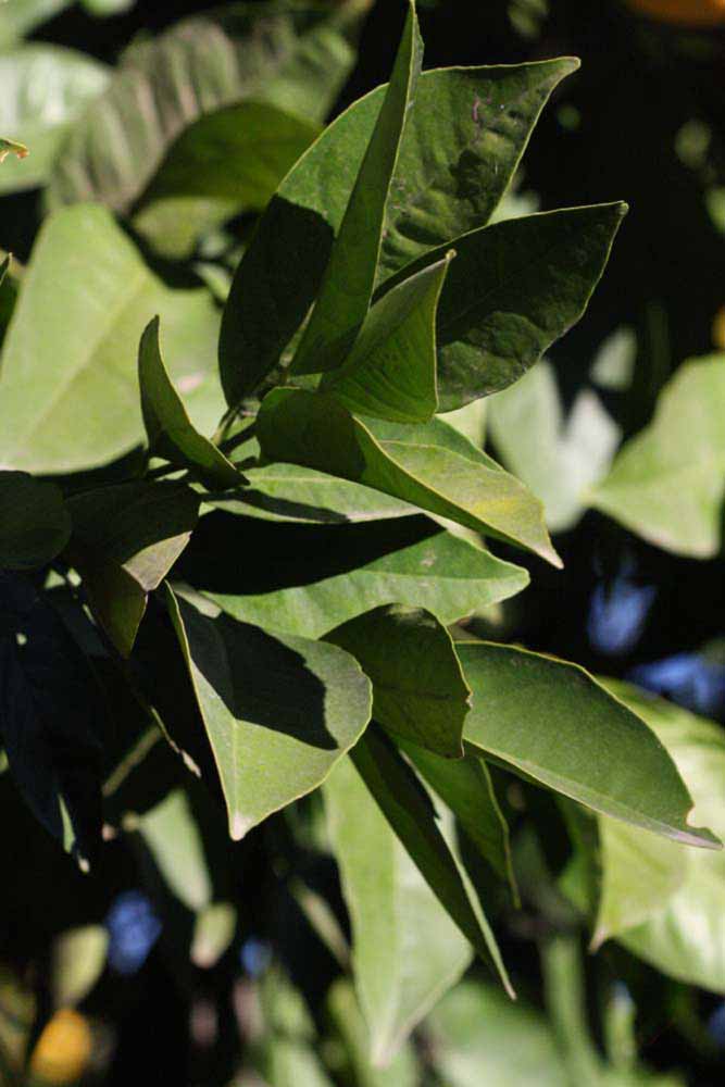            Sun leaves (Riverside, CA)   